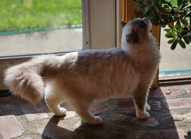 blue bicolor mitted ragdoll cat blue eyed ragdoll cat
