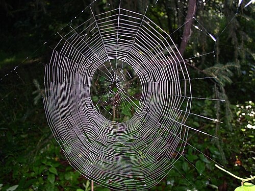 An orb weaver's web