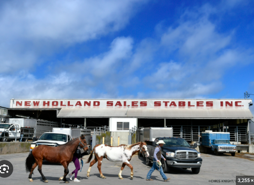 New Holland Sales Stables