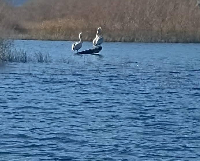 Skadar Lake private tour in Montenegro