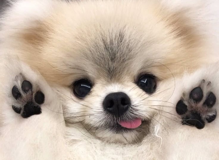 Pomerania argentina criadero venta