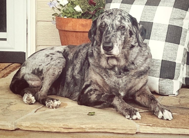 Robin Can Do It House Sitting Jesse the pretty Lab Mix near Carbondale, Colorado