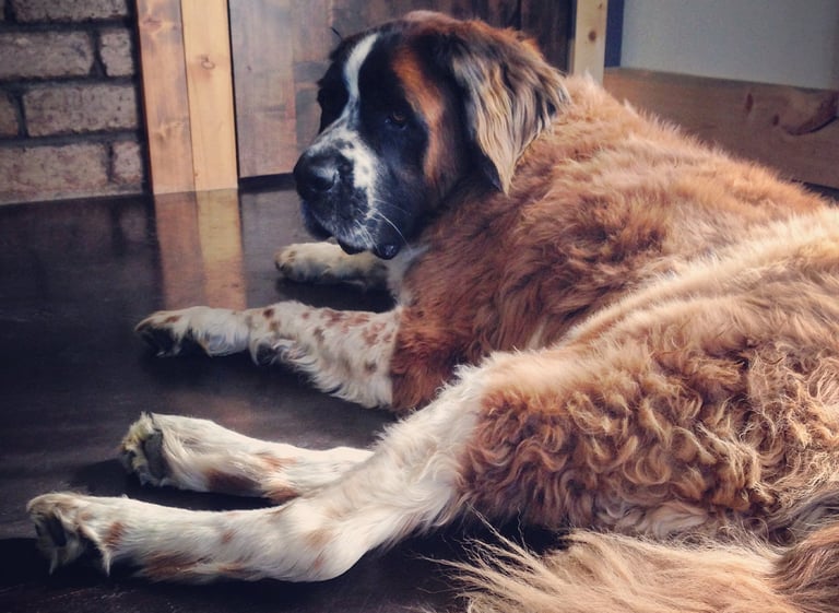 Robin Arthur House Sitting with Handsome Saint Bernard named Huck in Paonia, Colorado