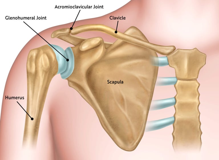 Shoulder Joint