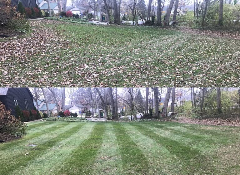 Before and after of leaf removal (1)