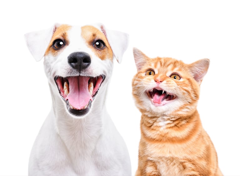  TKEL veterinario a domicilio  en Espartinas Sanlúcar umbrete olivares salteras valencina de la concepción tomares Gines Borm