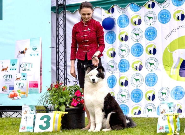 Yakutian laika europe