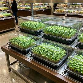 Fresh organic microgreens growing in trays under clear covers at a grocery store salad bar.