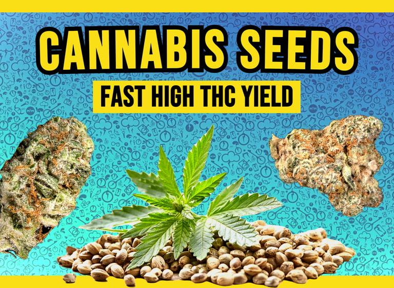Premium cannabis seeds and high THC marijuana flower buds for fast growing high yields.