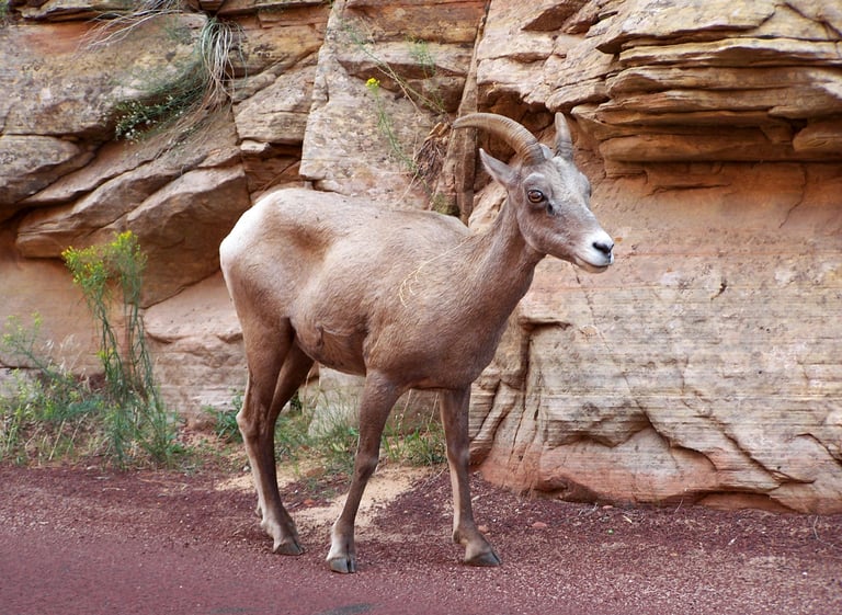 Ram Rock, photography