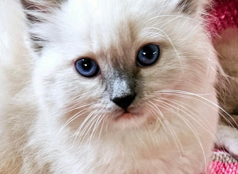 blue bicolor mitted ragdoll cat blue eyed ragdoll cat