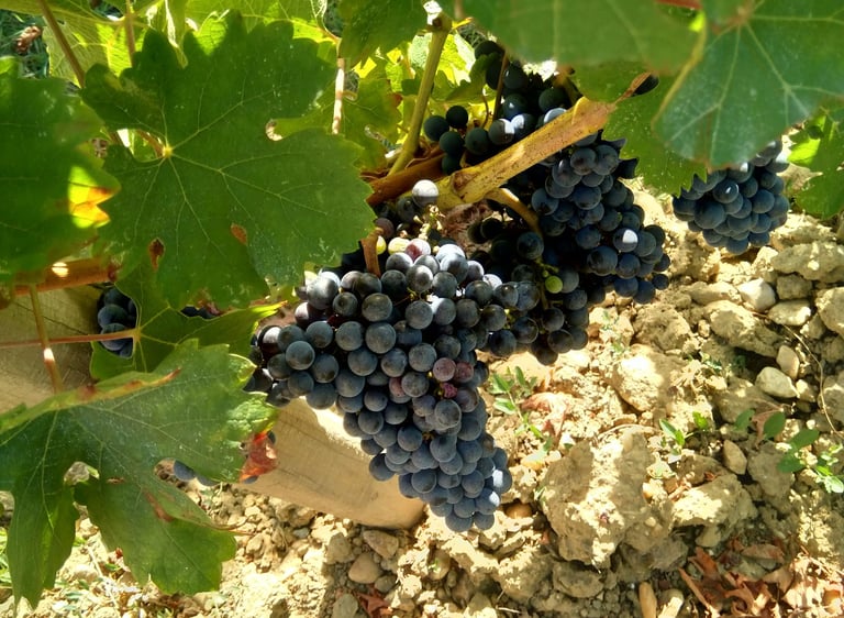 Red grapes ready to harvest