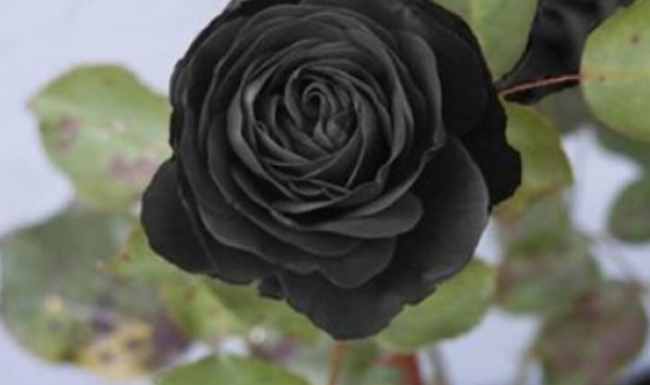 Halfeti'nin Karagülü