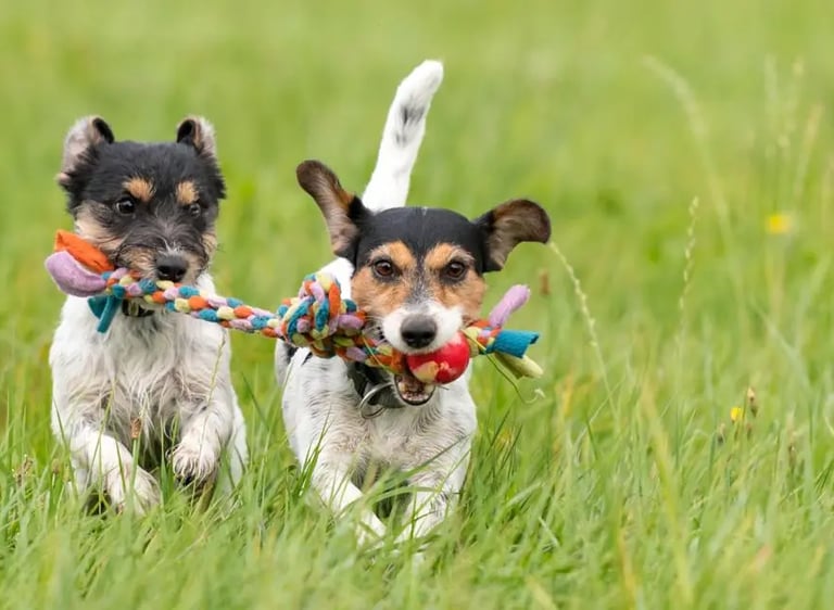 eleducane_educazione_di_base_cuccioli