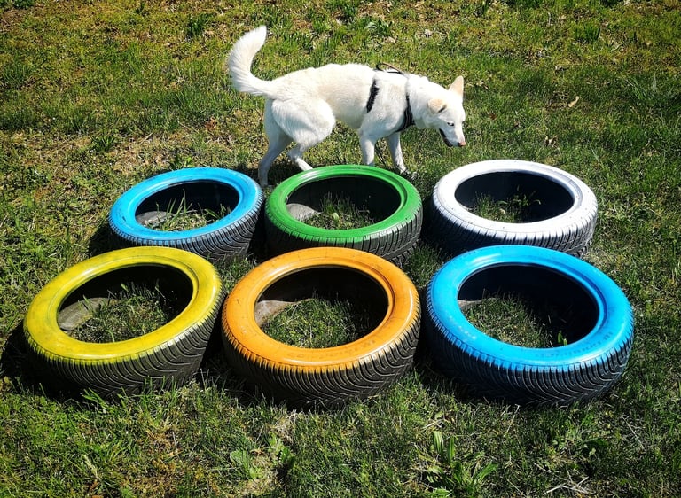 eleducane_recuperi_comportamentali_educatrice_cinofila