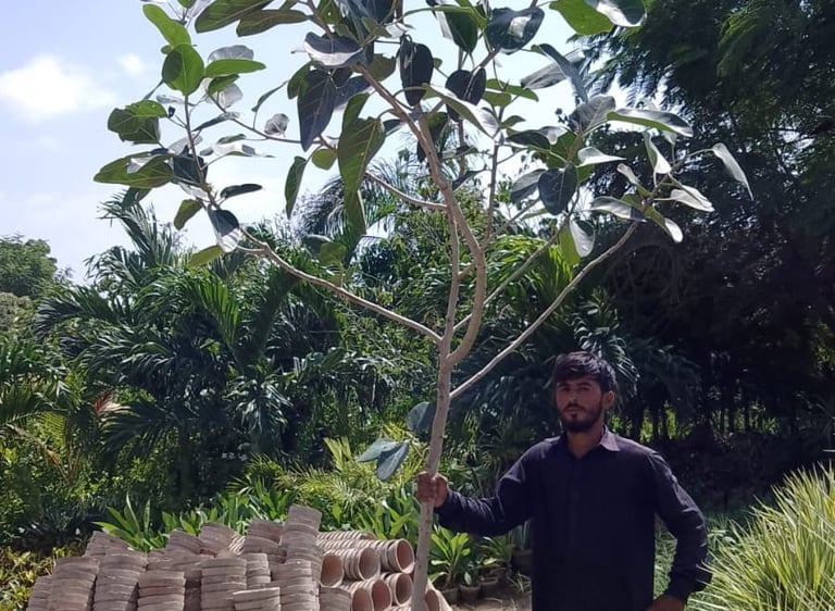 Tree plantation project in Karachi, Pakistan – Sabza providing consultancy, species selection, and a