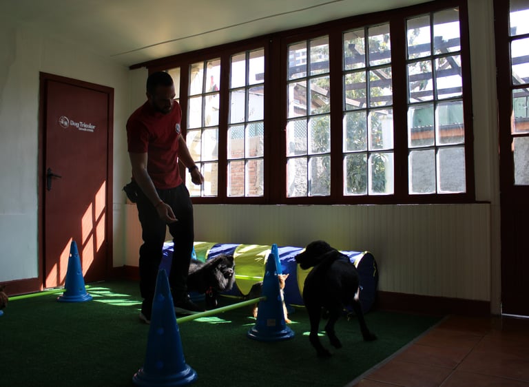 Escuela Canina ñuñoa