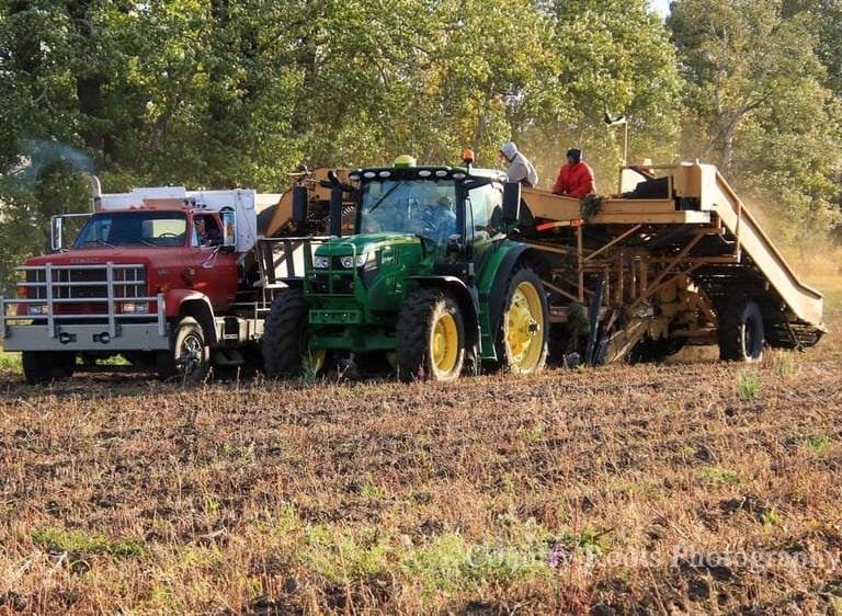 Red potato truck, green tractor, and conveyor belt harvesting organic potatoes in a Canadian field