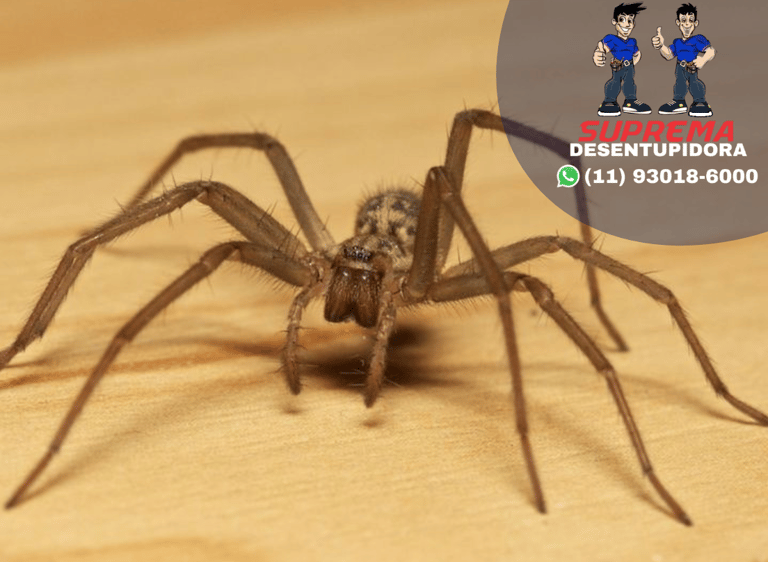aranhas