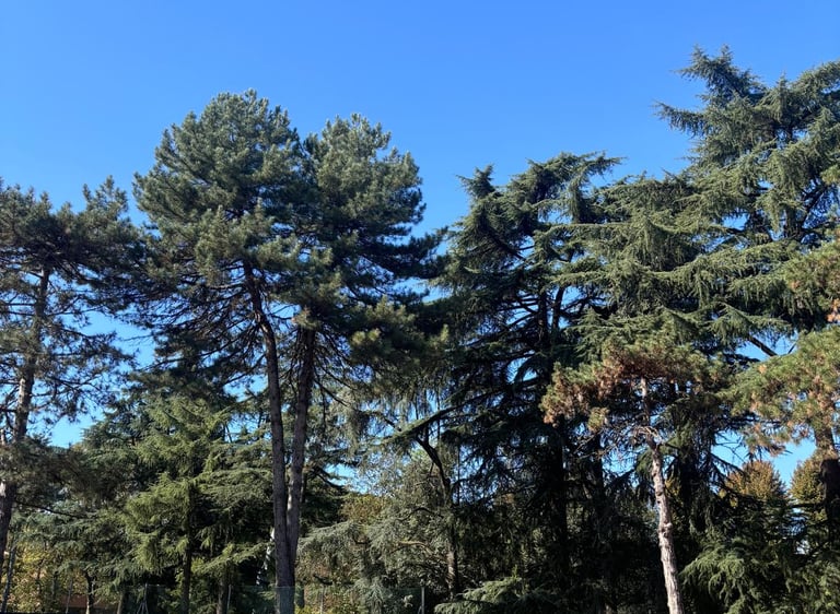 Uomo giocando a tennis, Campo da tennis in terra rossa presso il Centro Tennis Aeronautica, Milano.