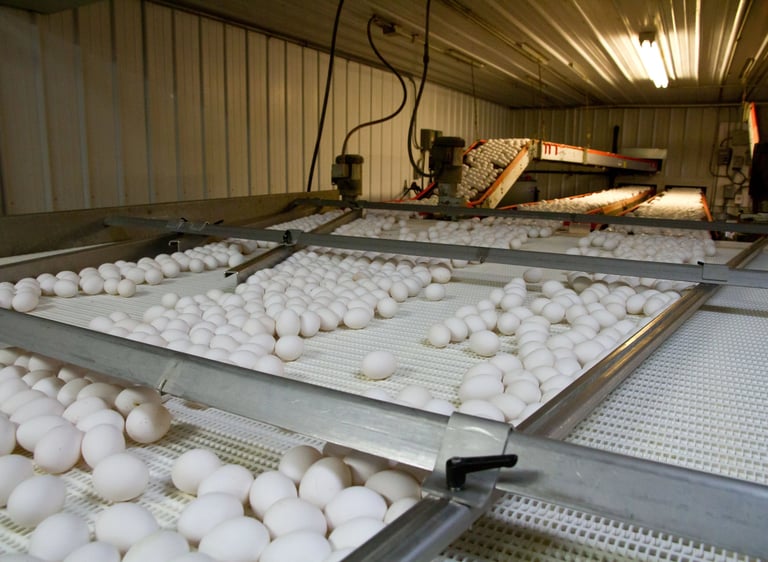 Installation and maintenance of commercial egg collection systems.