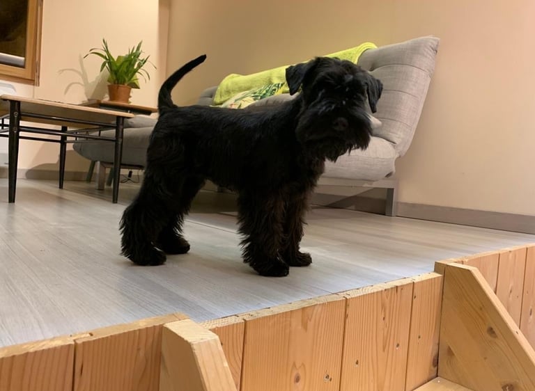 Uma des Diamants Noirs d'Also