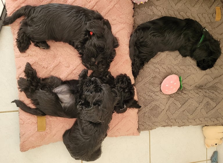 Chiots Schnauzer épuisés!