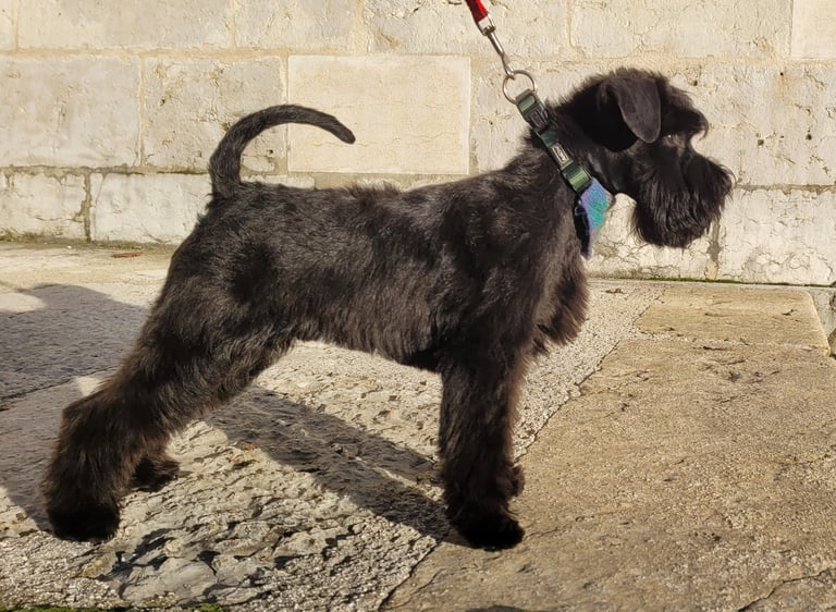 Sublime chiot Schnauzer nain noir