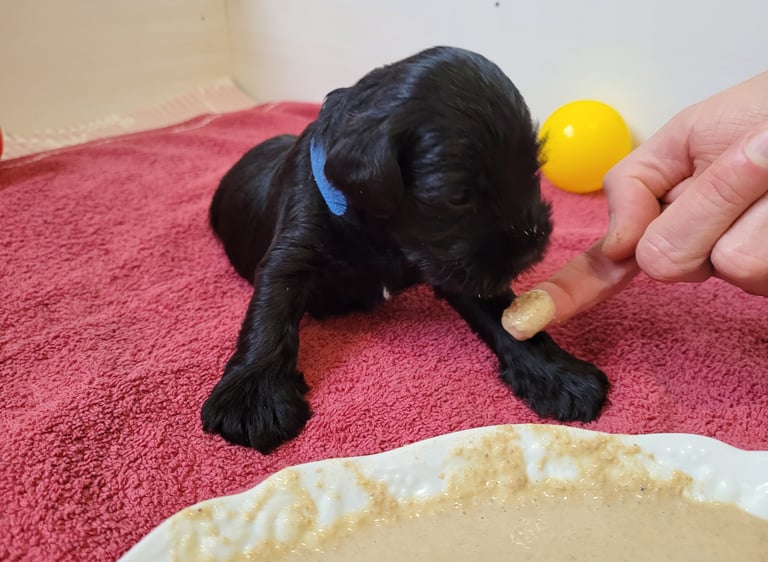 Vador des Diamants Noirs d'Also