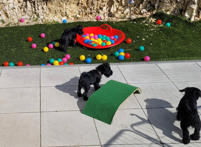 Violette des Diamants Noirs d'Also