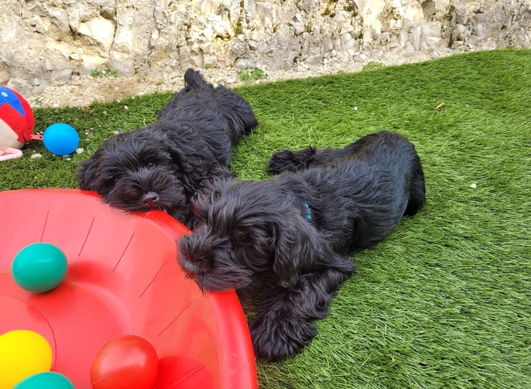 Chiots Schnauzers nains qui grignotent