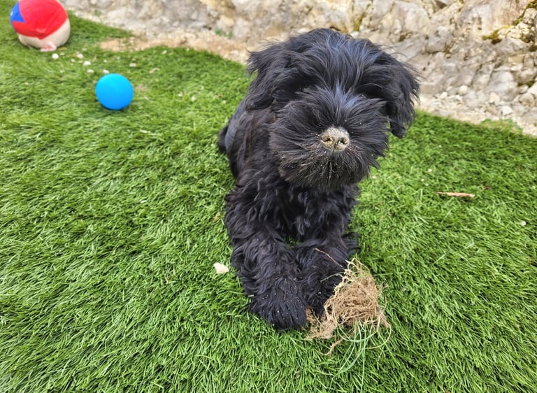 Chiot Schnauzer nain qui jardine