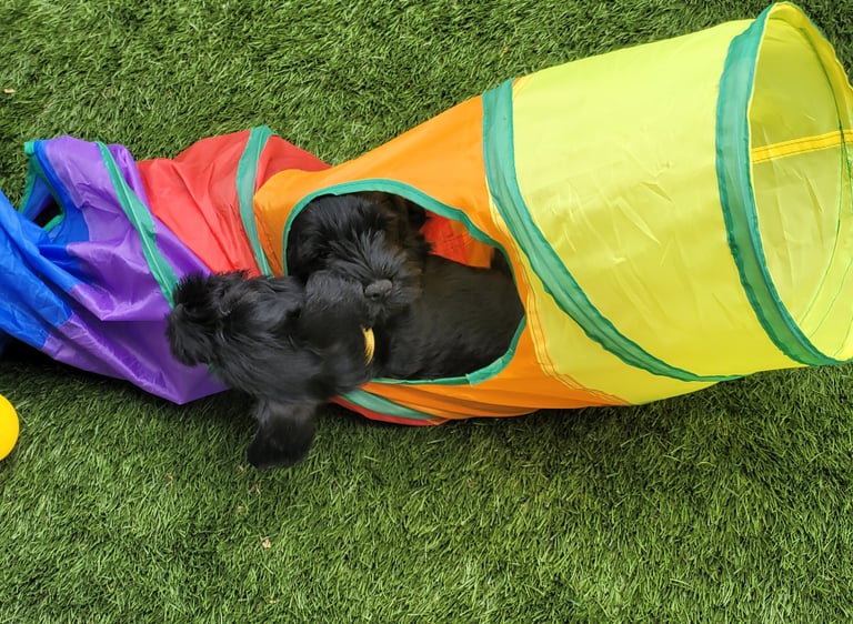 Chiots Schnauzer nain dans un tunnel