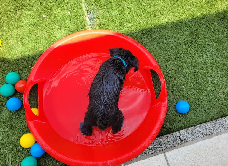 Un bon bain rafraichissant !!!