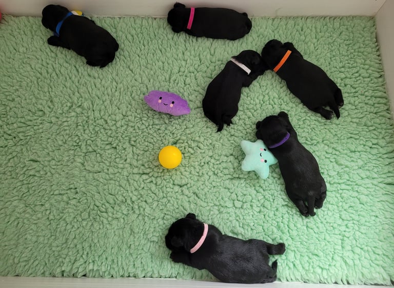 6 Diamants Noirs d'Also