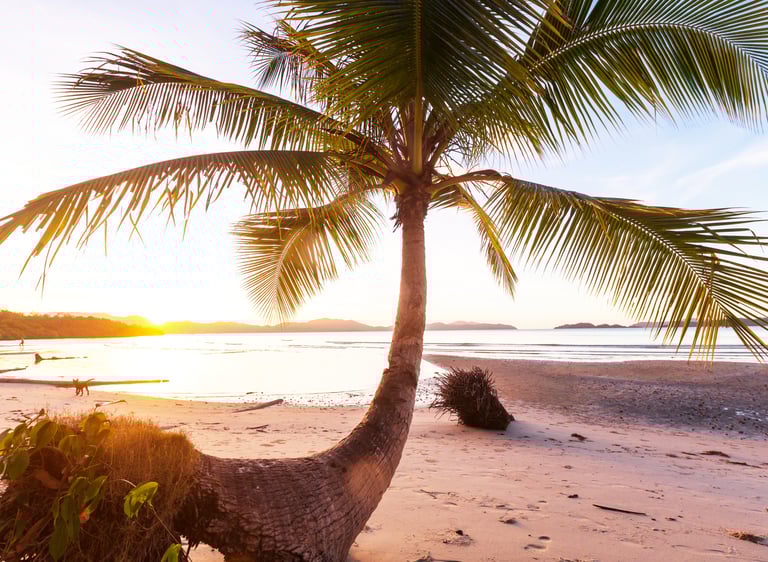 The palm tree where Xander and Halo first sat together.