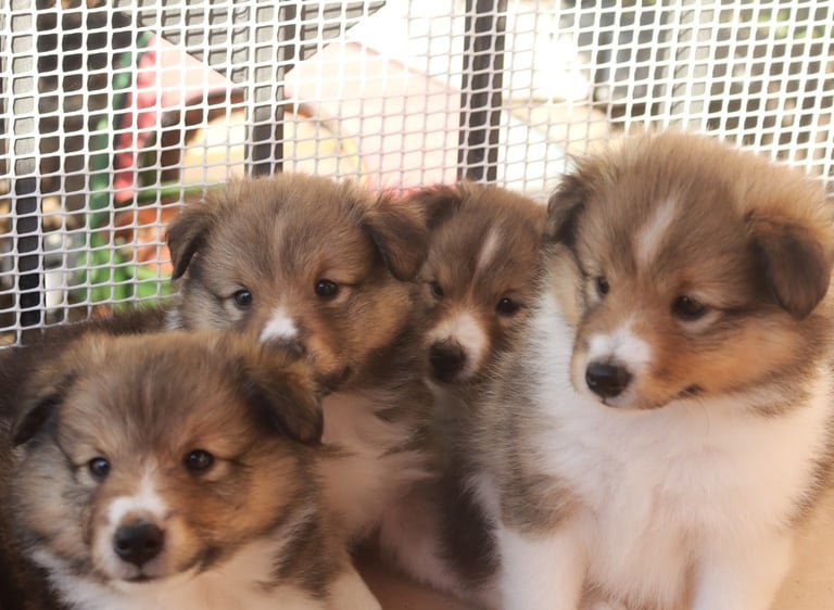 Cachorros de Pastor de las islas de shetland, shetland sheepdog