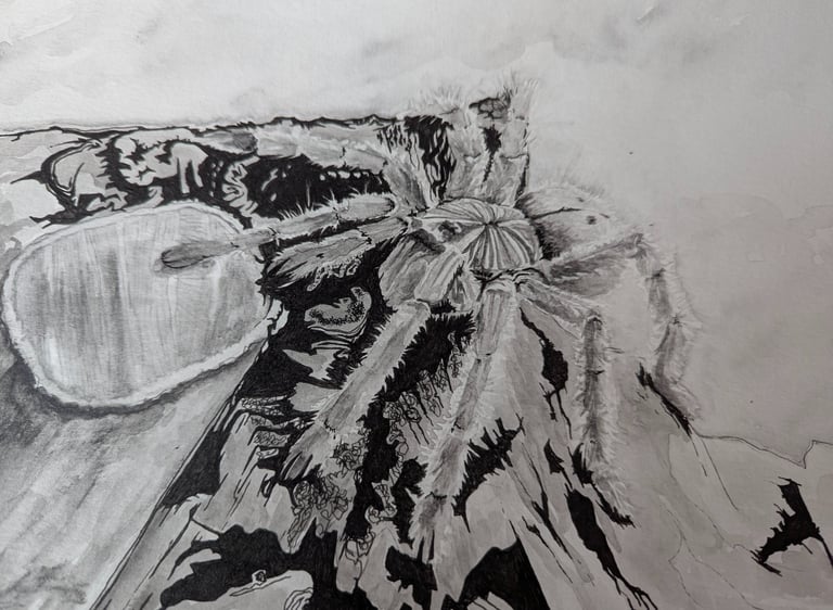 A healthy fearless OBT tarantula in it's enclosure drawn in water graphites and micron ink pen by kathy laFollett.