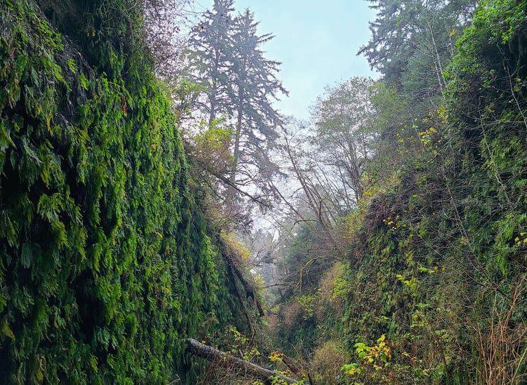 redwood national park, redwoods, fern canyon