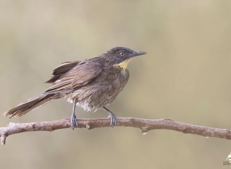 Yellow-throated Leaflove perched on a branch | Birding Adventures Gambia