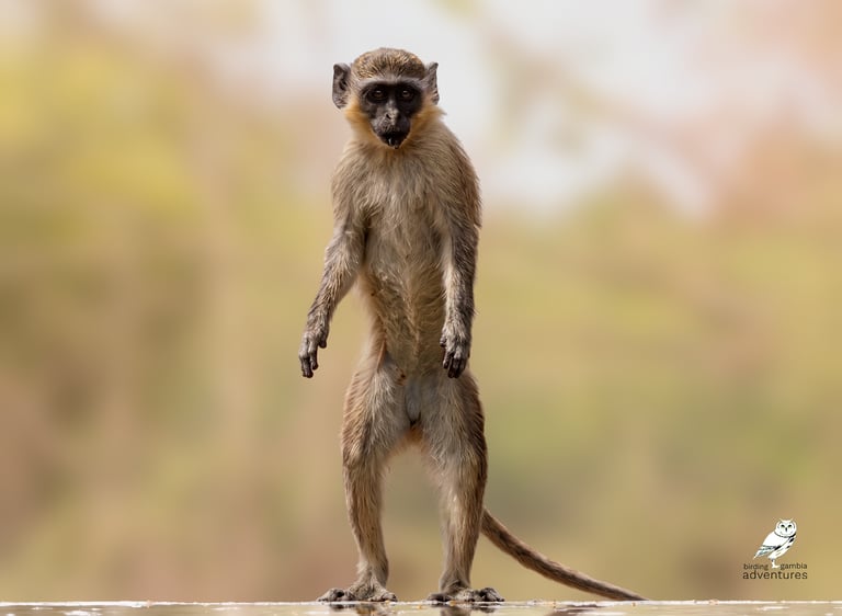 Green Monkey photographed from the photo hide at Mandinari River Lodge, The Ga