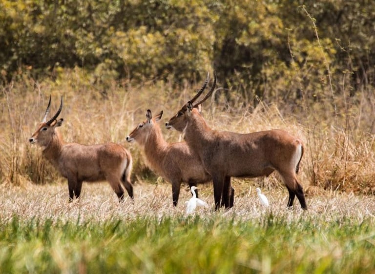 Waterbuck antelopes in Niokolo-Koba National Park savanna habitat