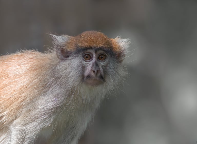Patas Monkey | Birding Adventures Gambia