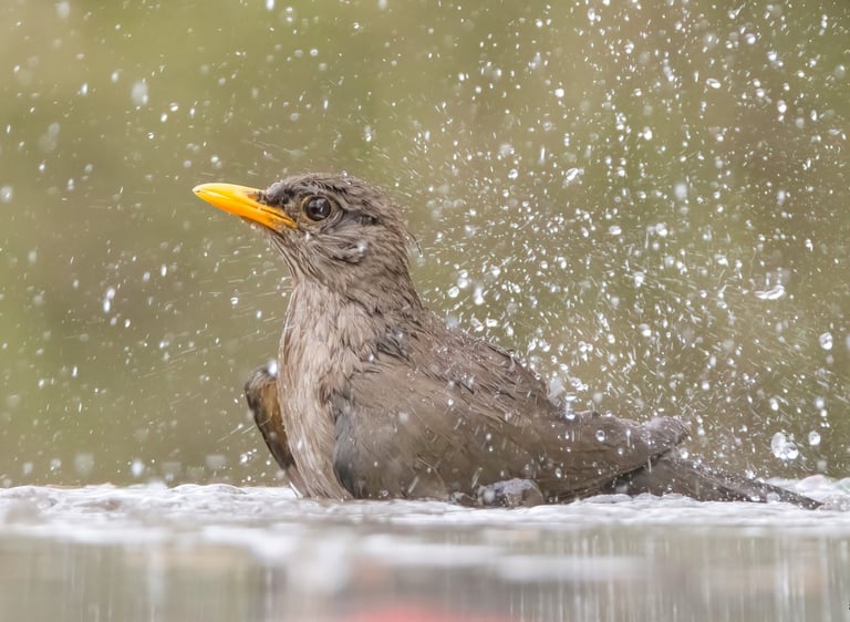 Zangvogel badend in water met opspattende druppels tijdens vogelreis in Gambia