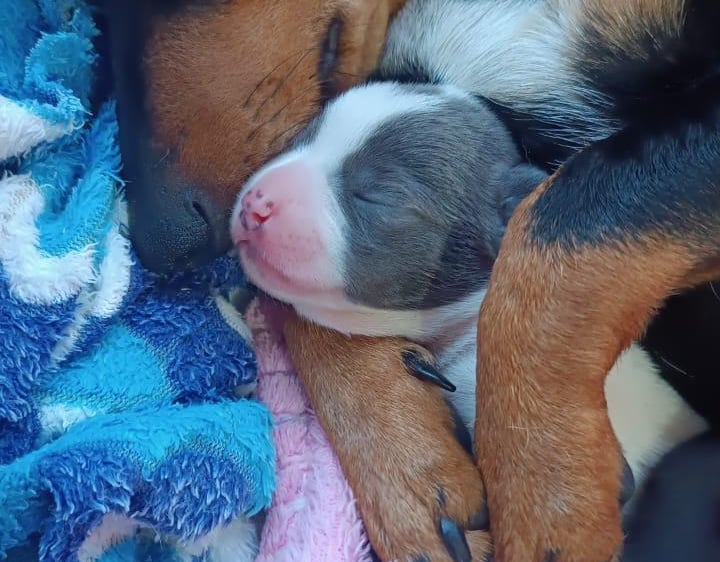 cão e cadela filhote e mãe descansando numa cama