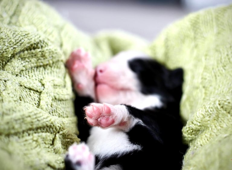 Yakutian laika puppies