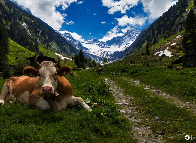 Kuh auf Almwiese im Sommer