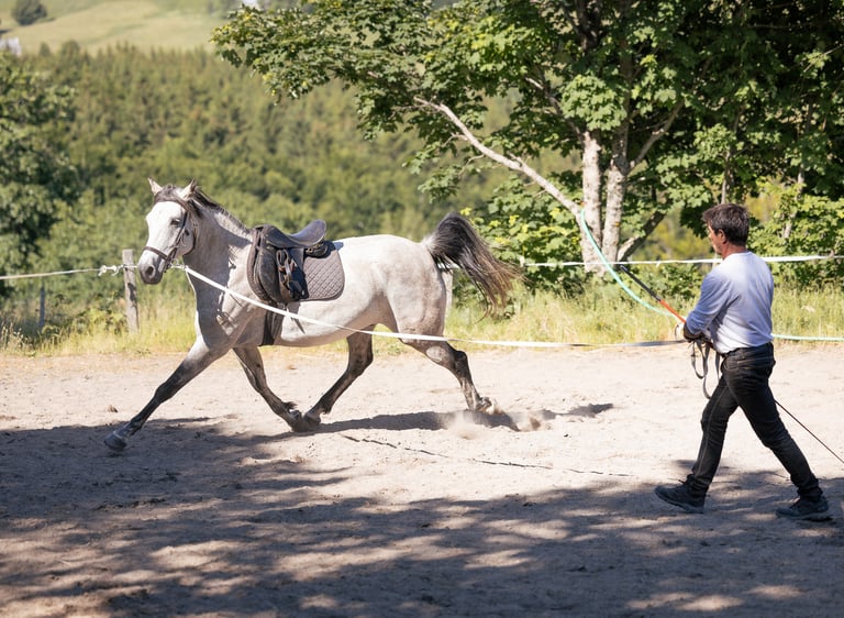 Dressage équestre à La Luc