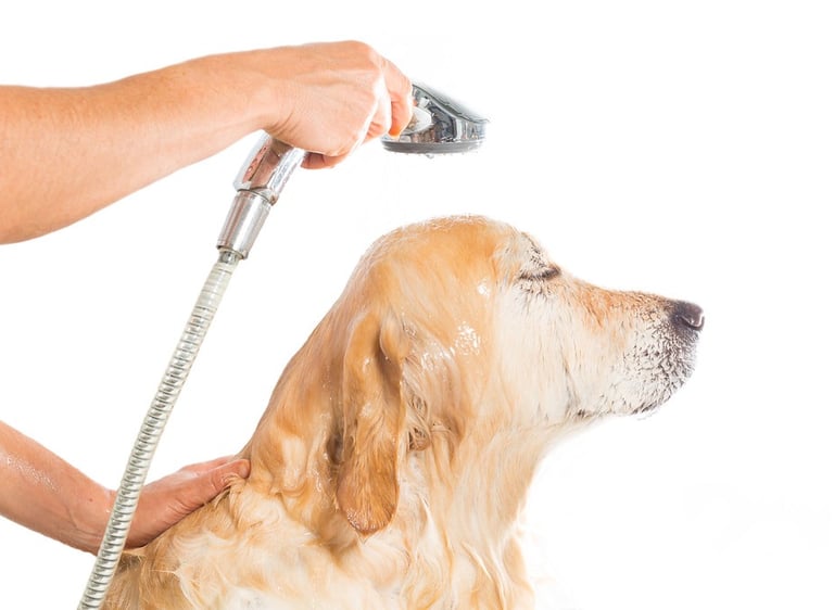 Labrador retriever getting a bath