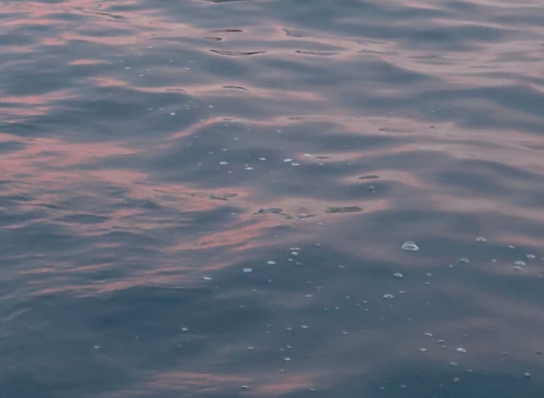 Dauphin au lever du soleil se dirigeant vers le bateau.
